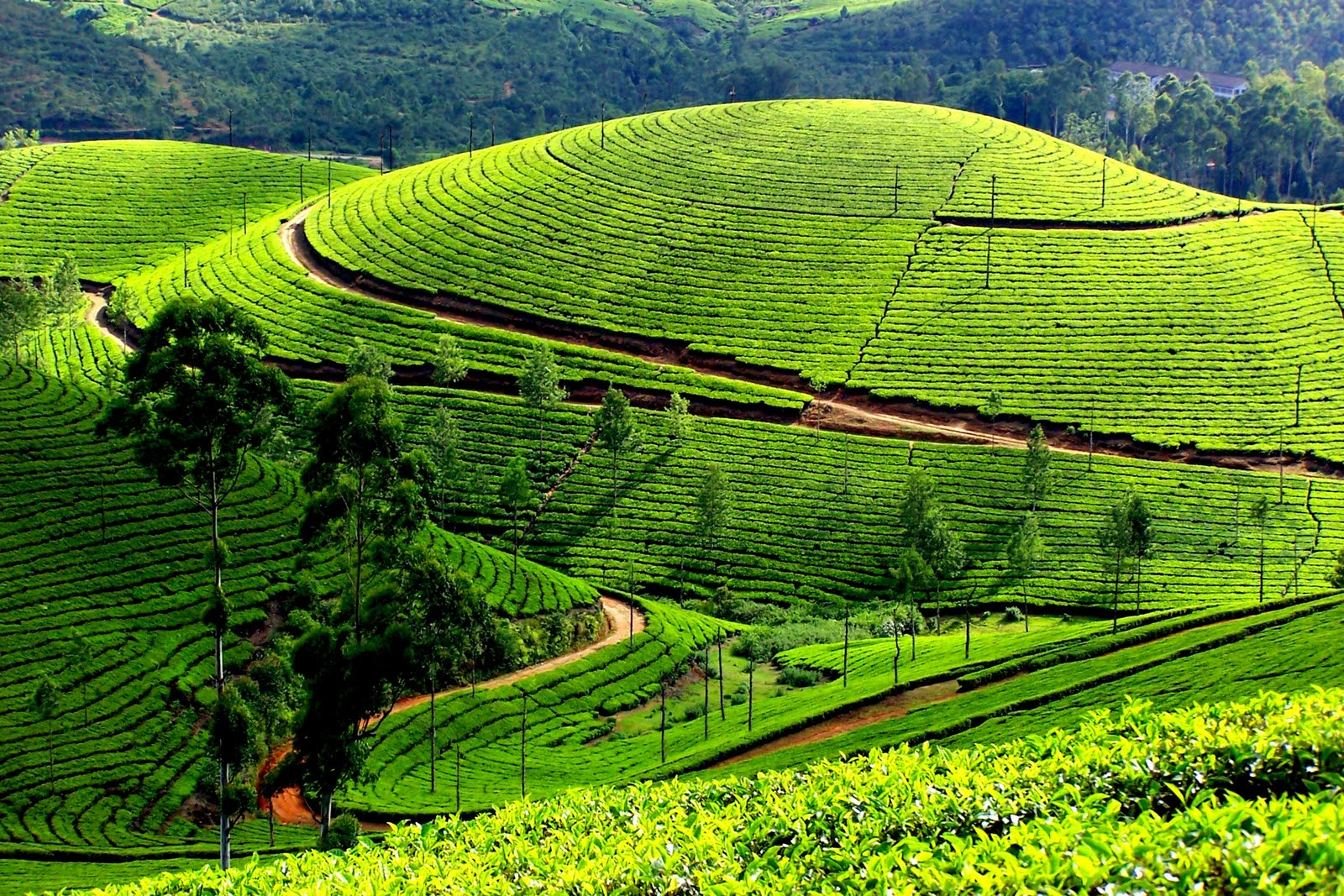 Cochin – Munnar